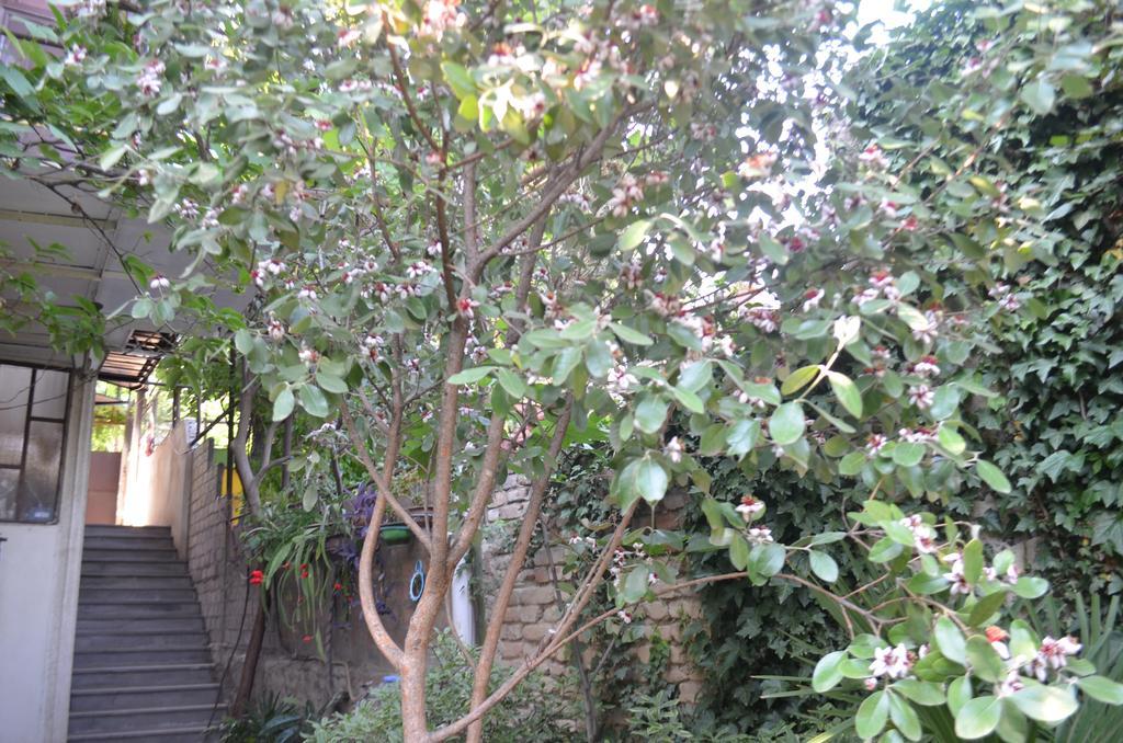 Alex'S Cosy Guesthouse Tiflis Exterior foto